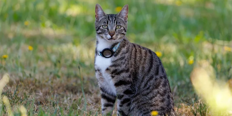 Cyperse kat in het gras met een AirTag-houder aan het lichtblauwe halsbandje
