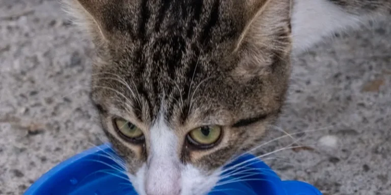 Cyperse kat drinkt uit een blauwe opvouwbare waterbak