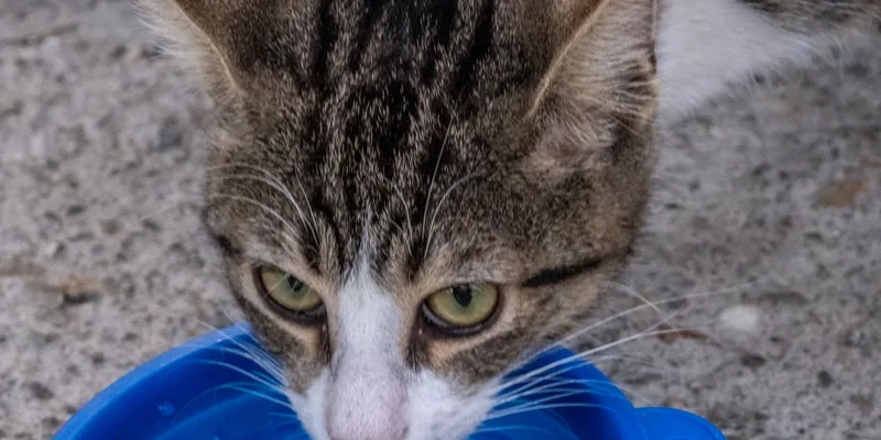 Cyperse kat drinkt uit een blauwe opvouwbare waterbak
