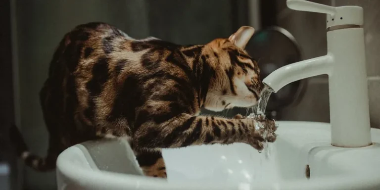 Bengaalse kat drinkt vers stromend water uit de kraan
