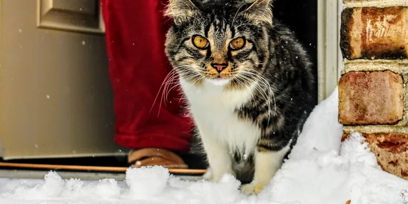 Kat stapt bij de voordeur de sneeuw in