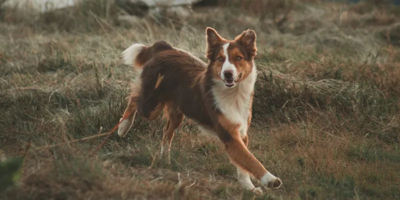 Border collie rent los door een grasveld