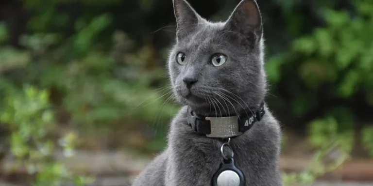 Grijze kat buiten met een tracker aan de zwarte halsband