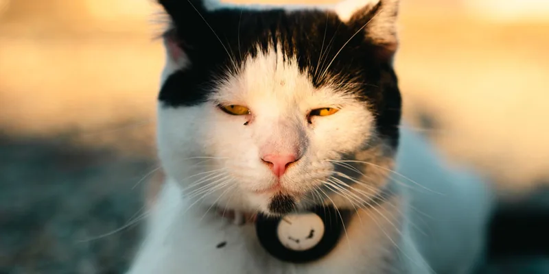 Kat ligt bij zonsondergang buiten met een ronde tracker aan de halsband