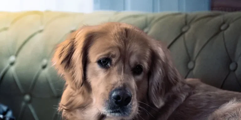 Golden retriever ligt alleen thuis op de bank