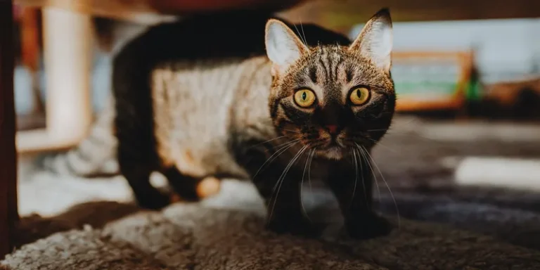 Aarzelende cyperse kat staat onder een houten tafel