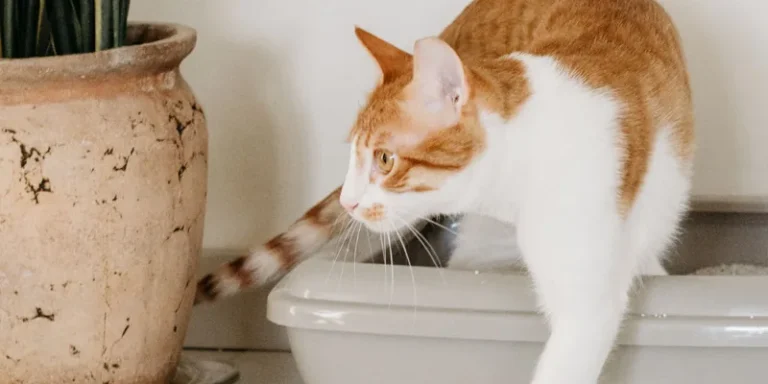 Rood-witte kat stapt uit een open grijze kattenbak naast een kamerplant