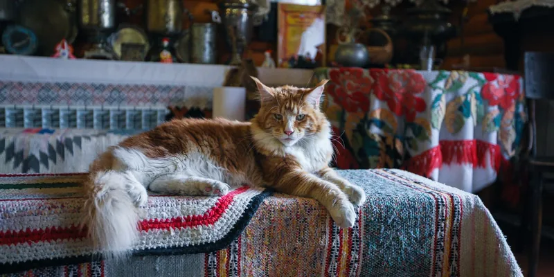Rode Maine Coon ligt op een geweven kleedje