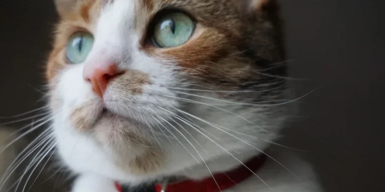 Close-up van een lapjeskat met rode halsband met belletje
