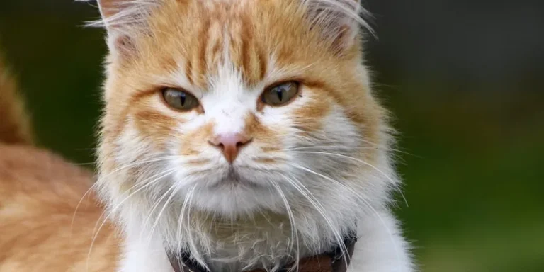 Rood-witte kat met leren halsband waaraan een penning hangt