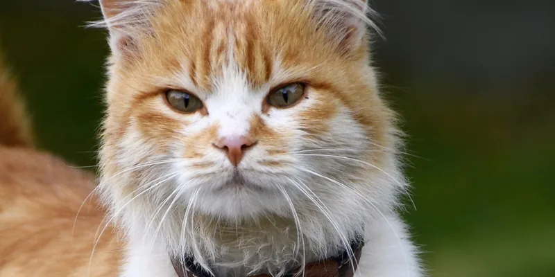 Rood-witte kat met leren halsband waaraan een penning hangt