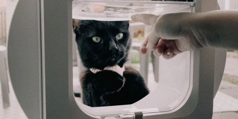 Zwarte kat kijkt van buiten door een kattenluik, hand wijst naar de flap