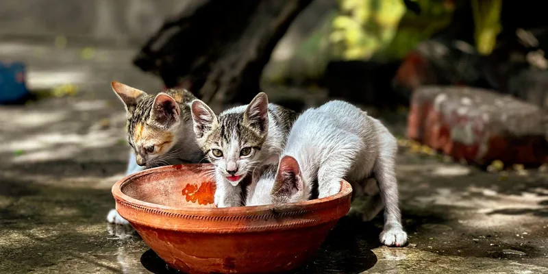 Drie kittens drinken uit een keramische schaal in de tuin
