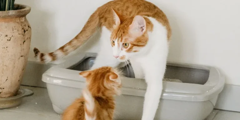 Moederpoes stapt uit de kattenbak terwijl een kitten toekijkt