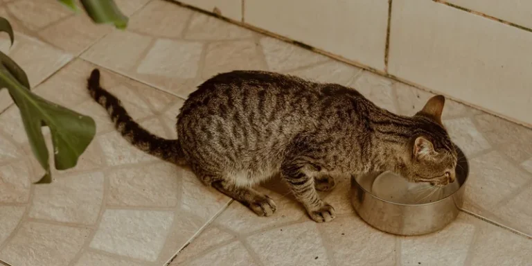 Cyperse kat drinkt water uit een roestvrijstalen bak