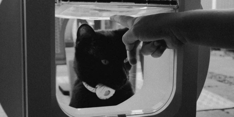 Hand wijst naar de flap van een kattenluik terwijl een zwarte kat toekijkt