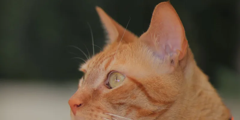 Rode kat met reflecterende oranje veiligheidshalsband met kliksluiting
