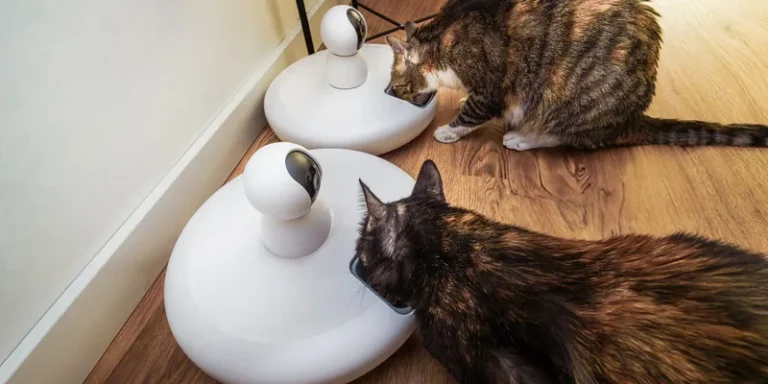 Twee katten eten tegelijk uit witte voerautomaten met camera