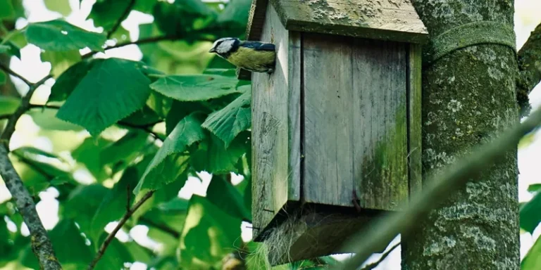 Pimpelmees bij een houten nestkast aan een boom