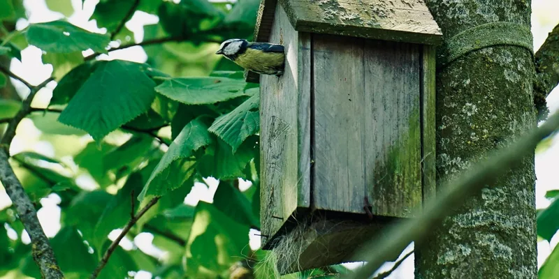 Pimpelmees bij een houten nestkast aan een boom