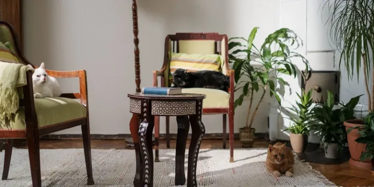 Drie katten in een woonkamer met kamerplanten