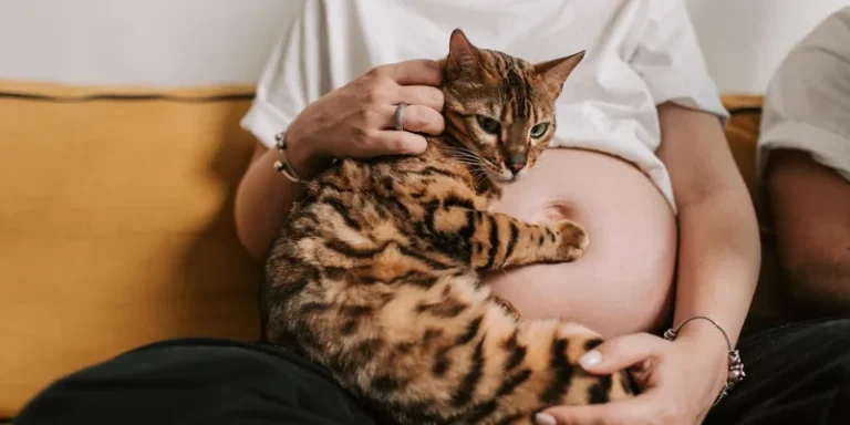 Bengaalse kat ligt tegen de buik van een zwangere vrouw op de bank